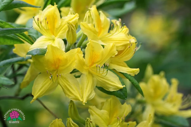 Rhododendron   'Qazaqstan'